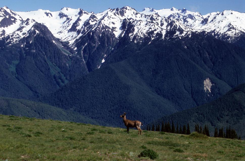 Free Image of Deer in landscape 