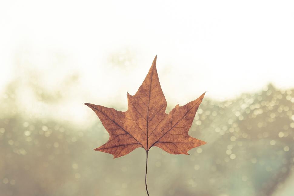Free Image of Close-up view of a single autumn leaf against soft focused backdrop 