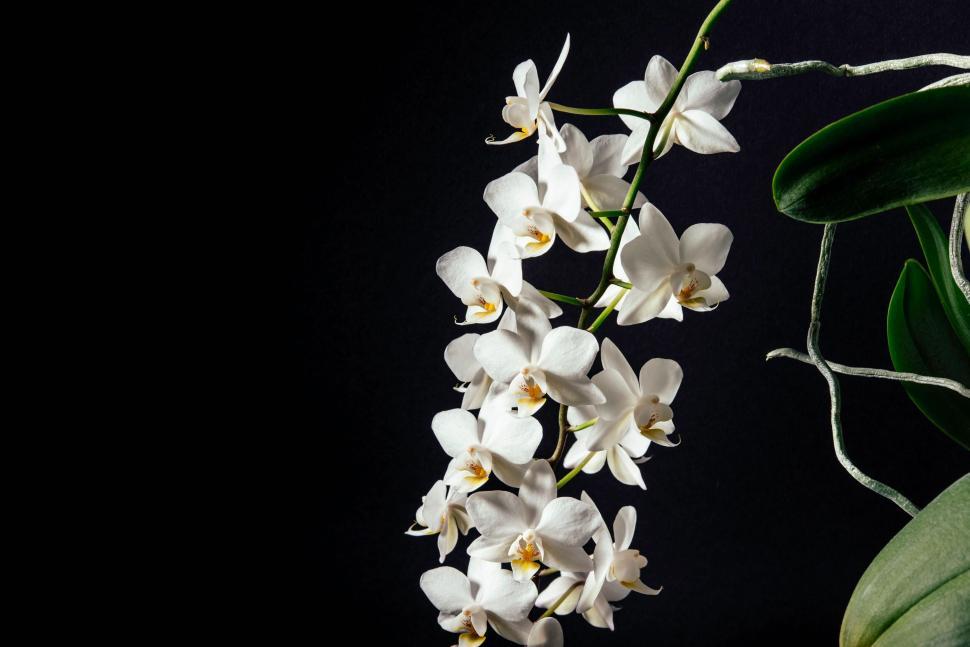 Free Image of Orchid flowers with white petals and green leaves on a dark background 