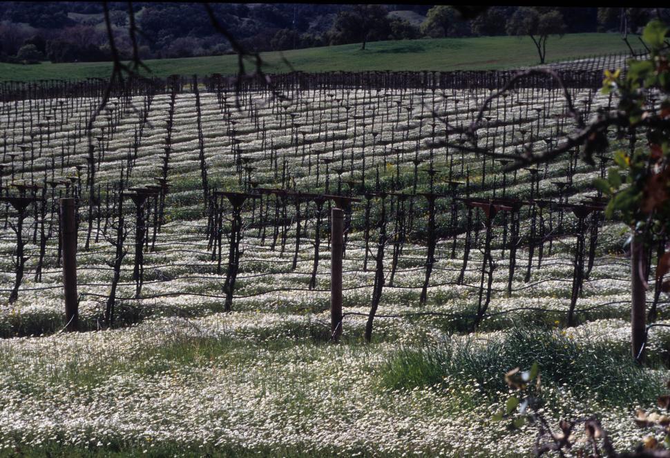 Free Image of Vineyard 