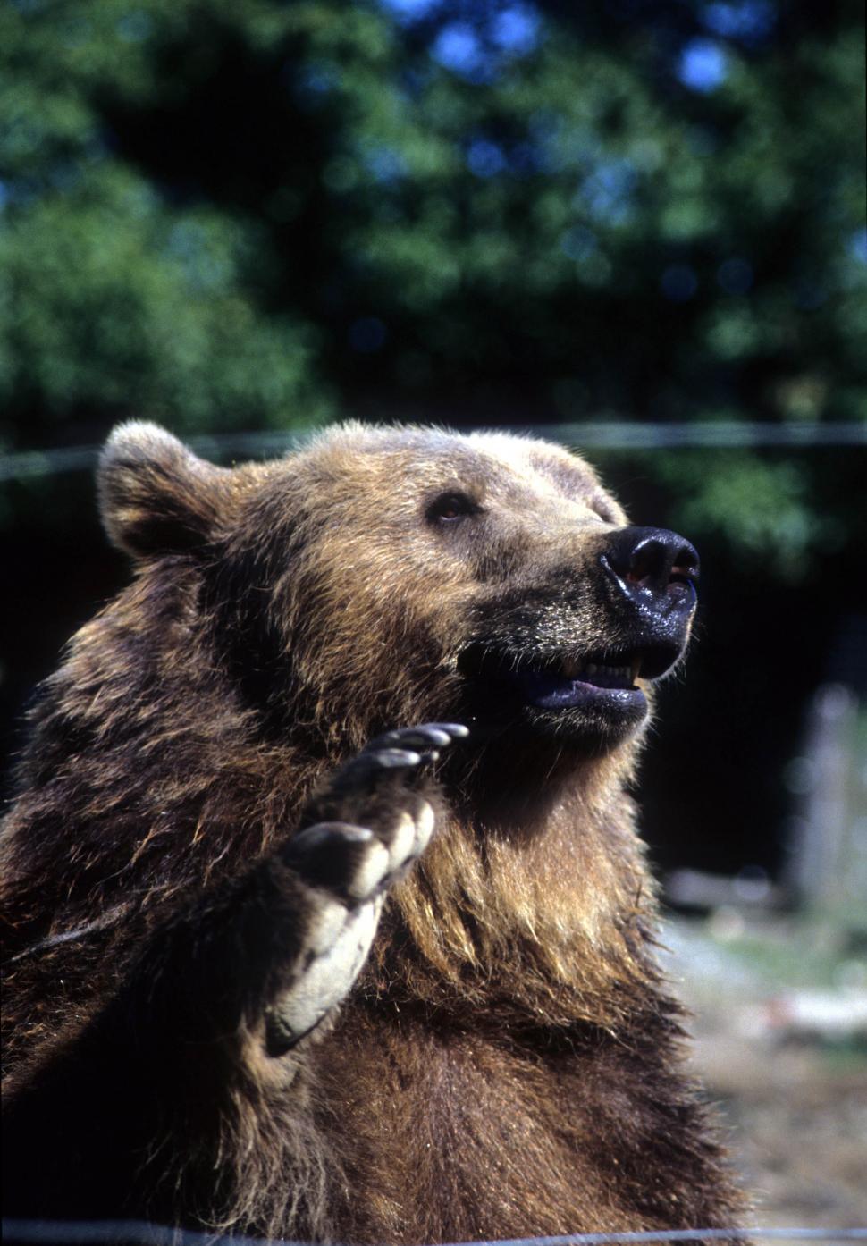 Free Image of Bear waving 
