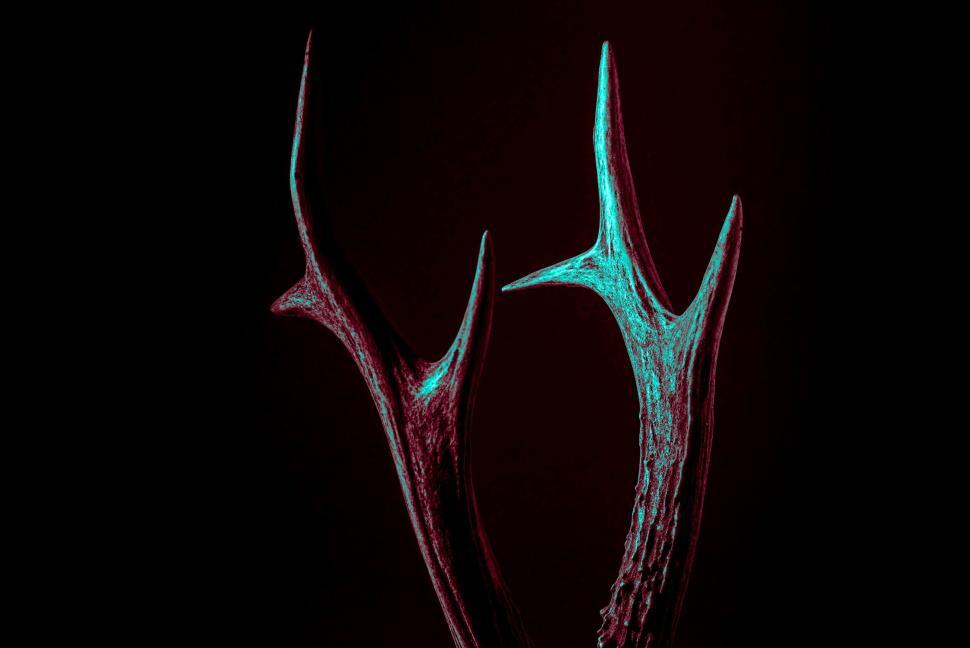 Free Image of Two intricately detailed antelope antlers against a dark background. 