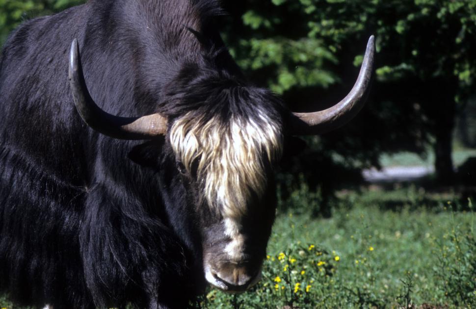 Free Image of Yak 