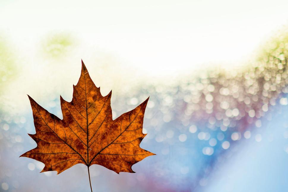 Free Image of Close-up of a single autumn leaf with bright bokeh background 