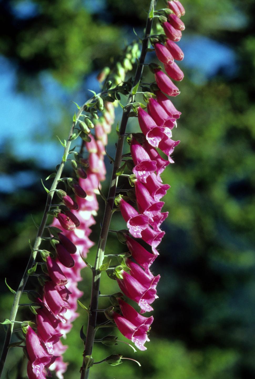 Free Image of Foxglove flowers 