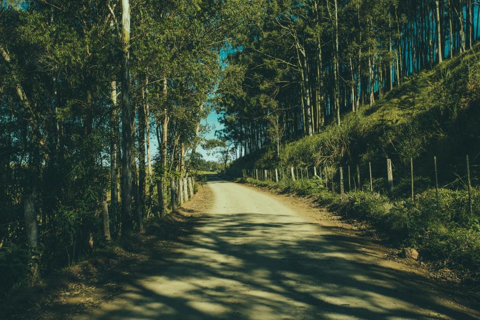 Free Image of Winding dirt road through a forested area bathed in sunlight. 