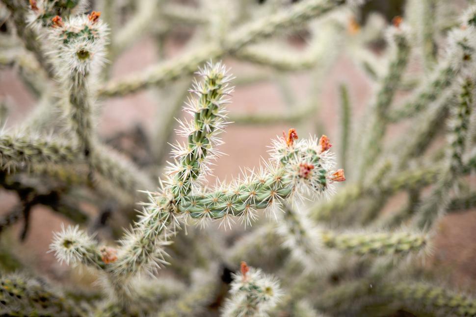 Free Image of Close-up of prickly cacti in desert environment with red blooms 