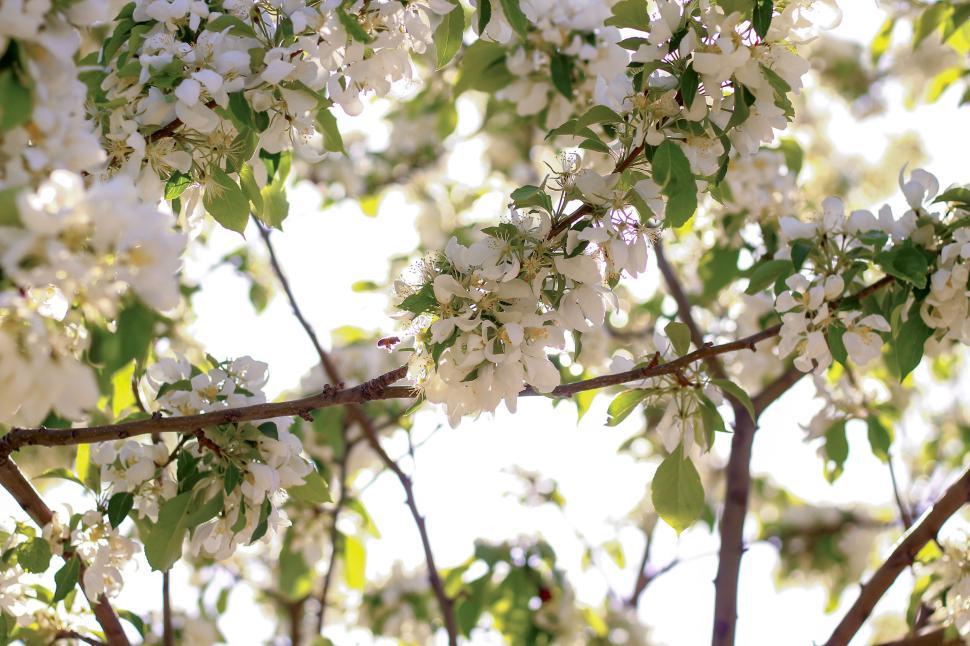 Free Image of Close-up of blooming white flowers on a tree branch 