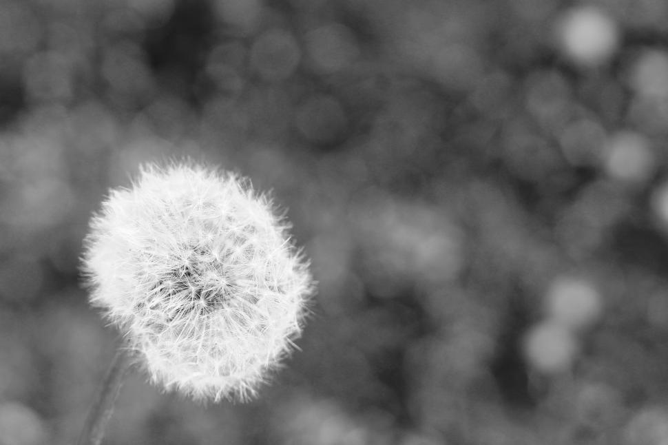 Free Image of Black and white image of dandelion with bokeh background 