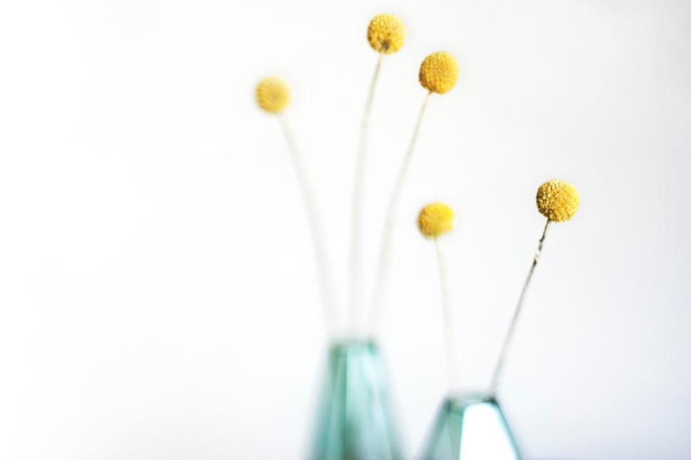 Free Image of Minimalist stems of yellow flowers in glass vases against white wall 