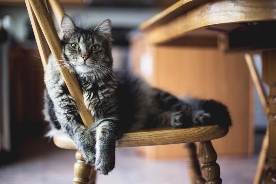 Free Image of Fluffy cat lounging on a wooden chair in a cozy kitchen corner. 