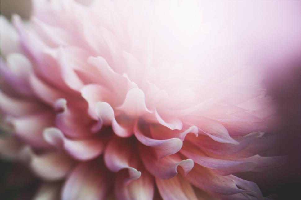Free Image of Close-up of a pink flower with soft delicate petals in the light 