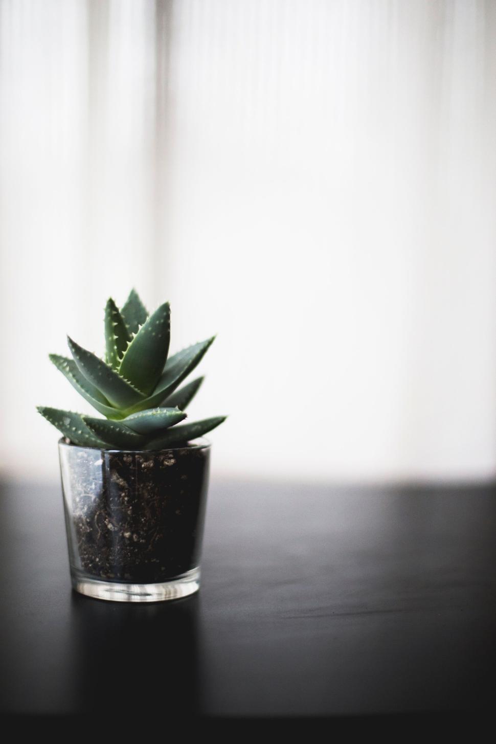 Free Image of Small green succulent plant in a clear glass pot on a dark table. 
