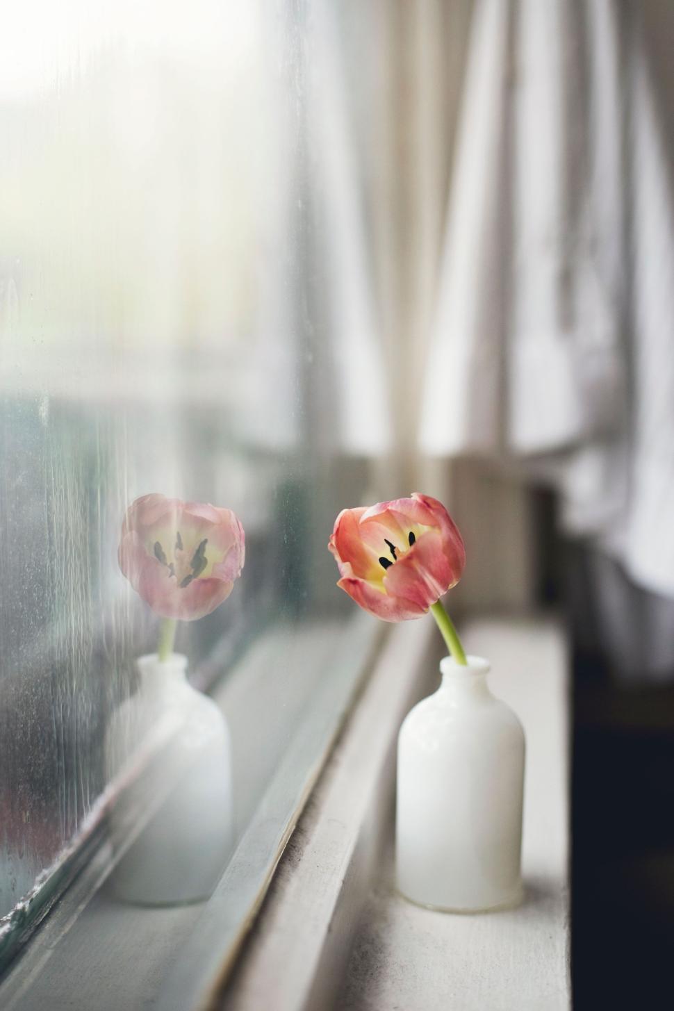 Free Image of Single pink tulip in a white vase sitting on a windowsill. 