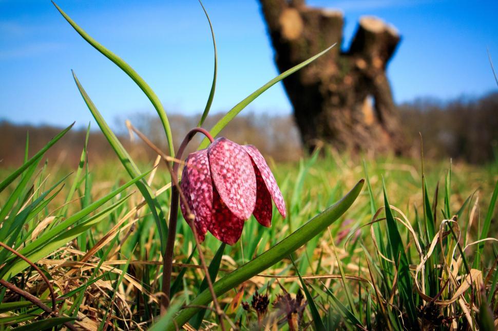 Free Image of Close-up of a spring flower blooming in the grass on a sunny day. 