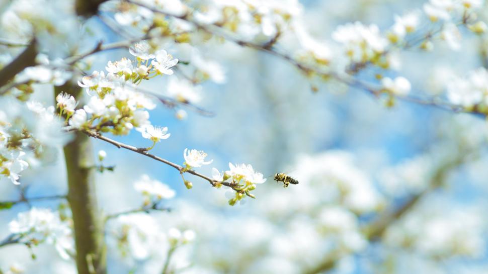Free Image of Bee on white blossoms under a clear blue sky, vibrant spring scene 