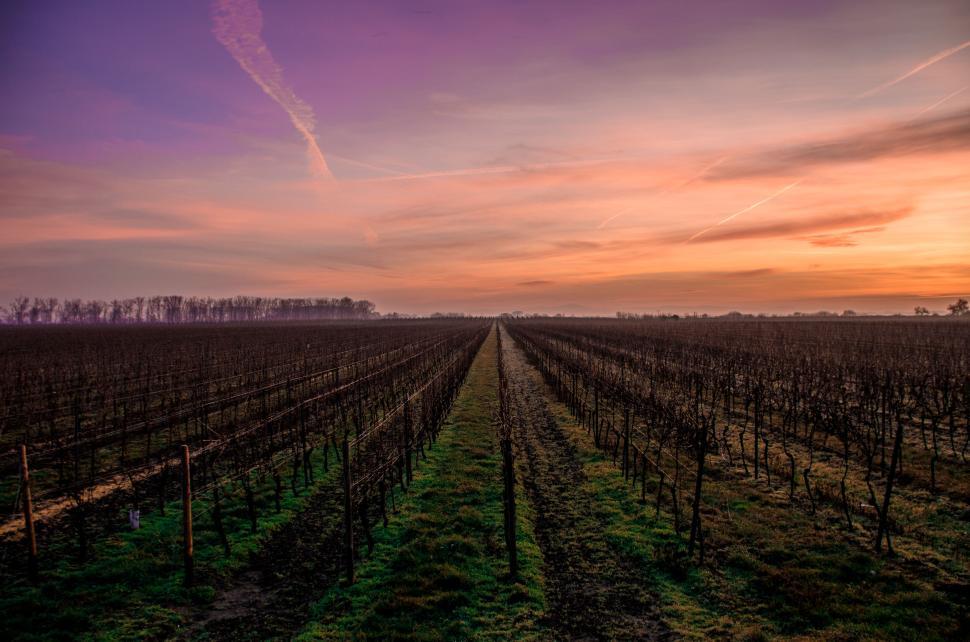 Free Image of Sunrise view of a serene vineyard with vibrant sky and horizon. 