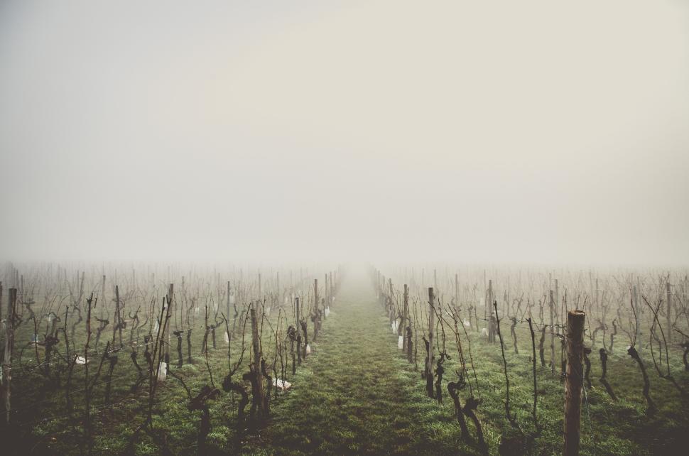 Free Image of Fog-filled vineyard with rows of bare vines and hazy horizon. 