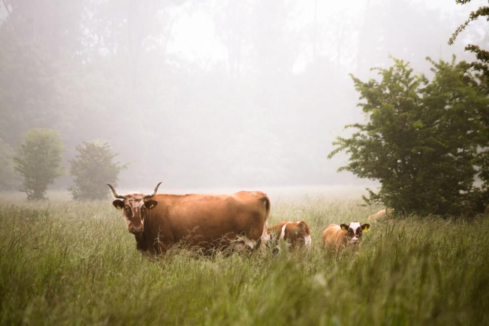 Free Image of Cows grazing in a foggy meadow surrounded by lush green trees. 