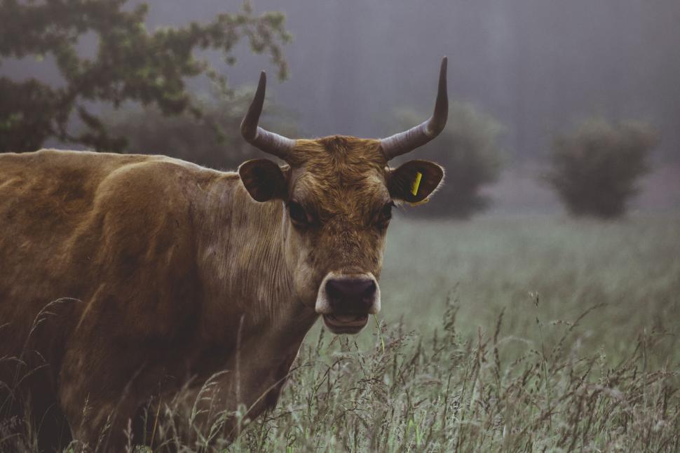Free Image of Brown cow with tagged ear standing in grassy field, misty background 