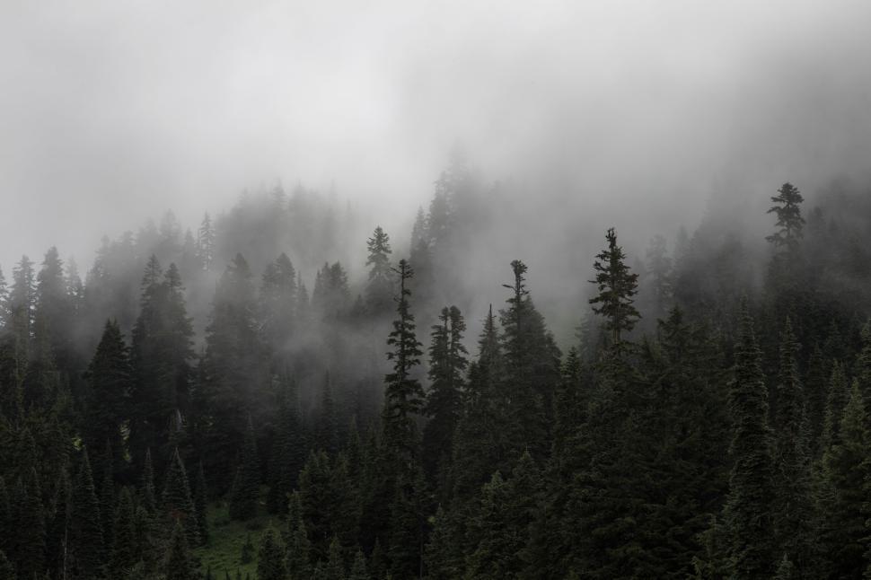 Free Image of Fog-enshrouded evergreen forest with tall trees and moody ambiance. 
