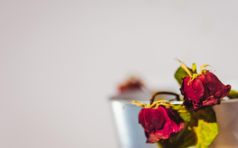 Free Image of Withered red roses in a vase against neutral background, poignant image. 