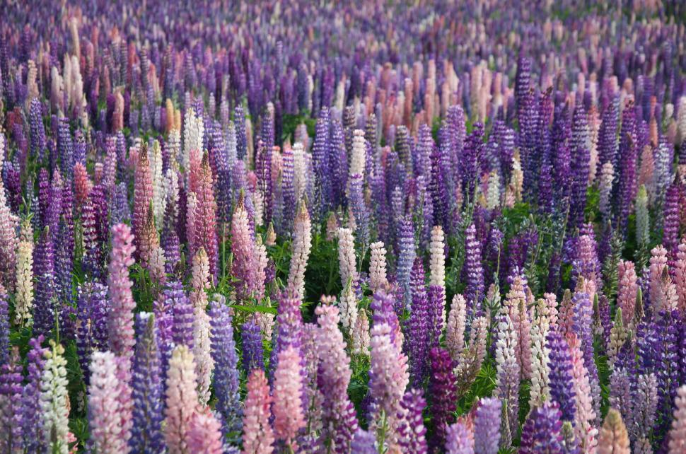 Free Image of A field of lupine flowers in bloom, showcasing nature s vibrant colors 