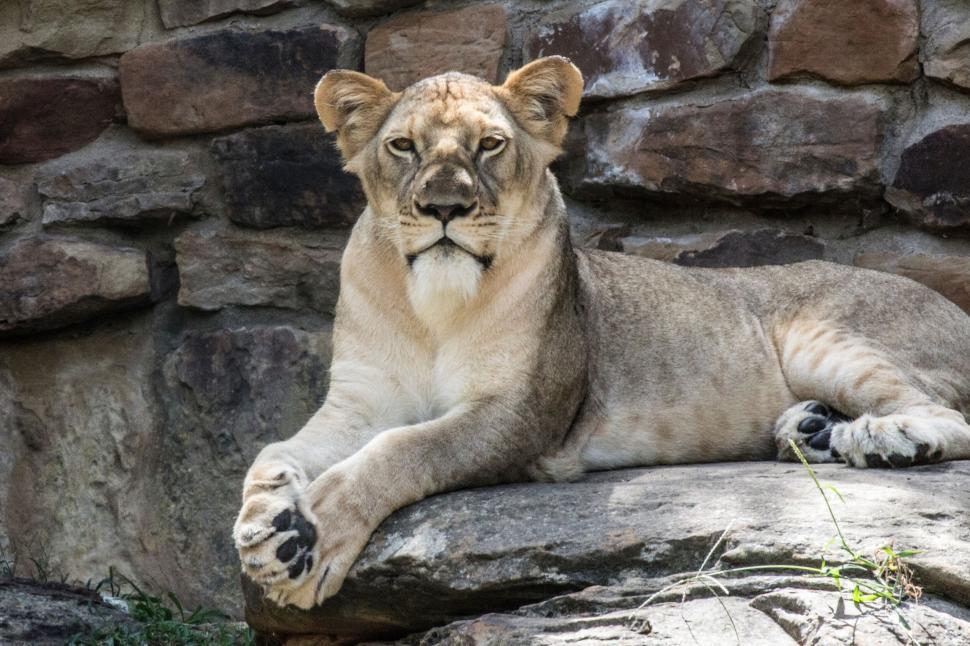 Free Image of Lioness lying on rock with a serene expression and watching. 