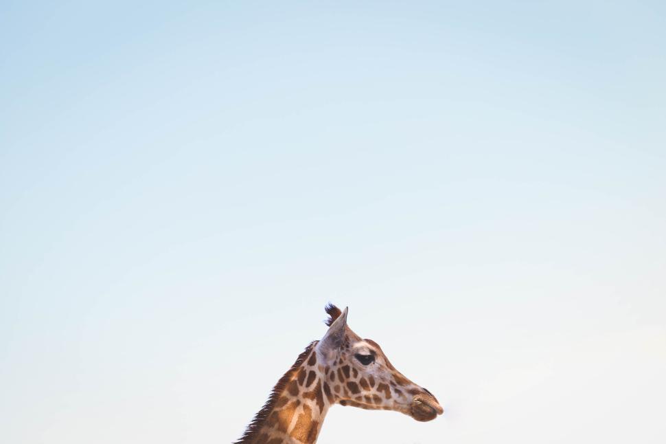 Free Image of Giraffe against clear blue sky with a thoughtful expression captured. 