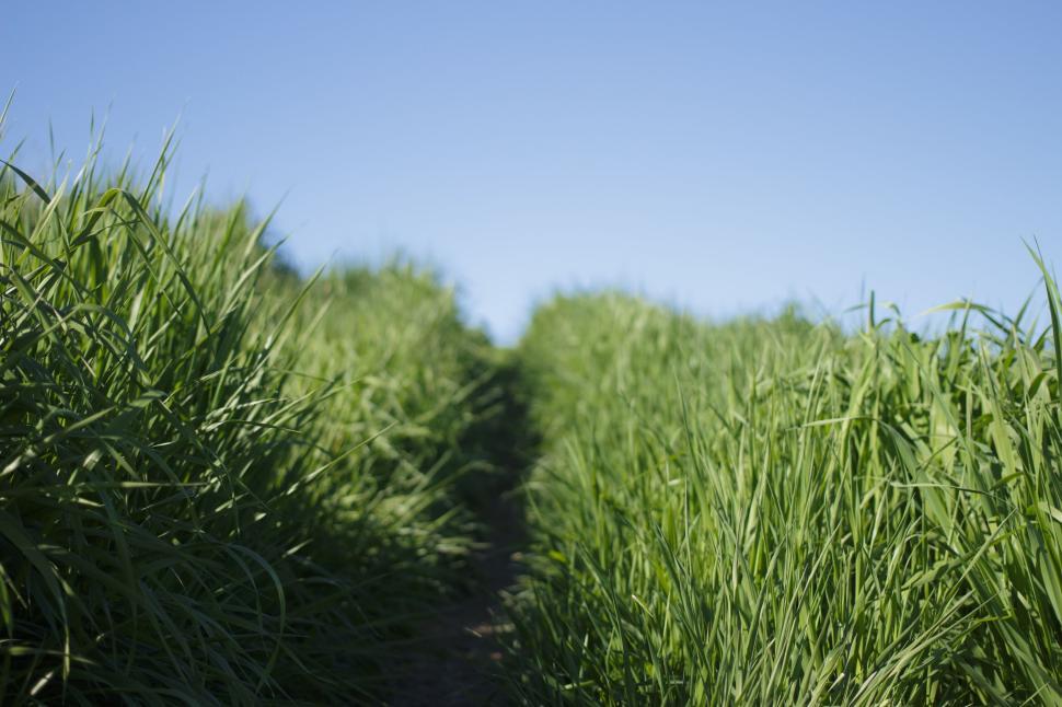 Free Image of Expansive green grass field extending under clear blue sky outdoors 