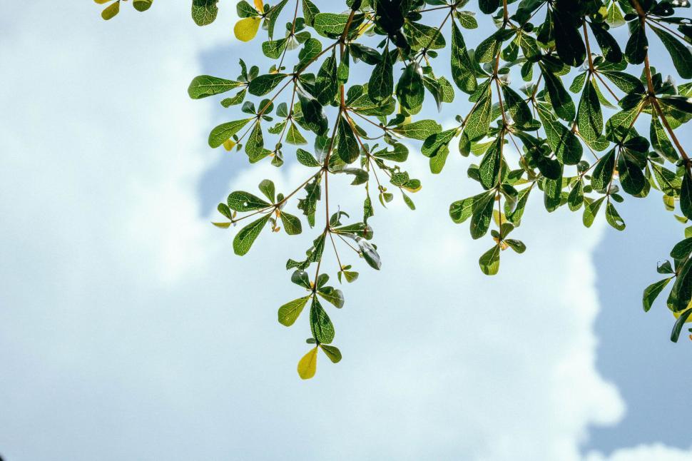 Free Image of Green leafy branch hanging against a backdrop of a clear sky 