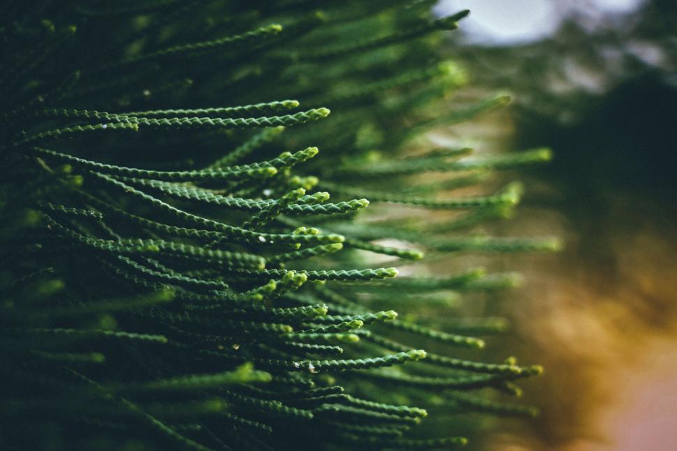 Free Image of Close-up shot of green coniferous plant with tips in foreground. 