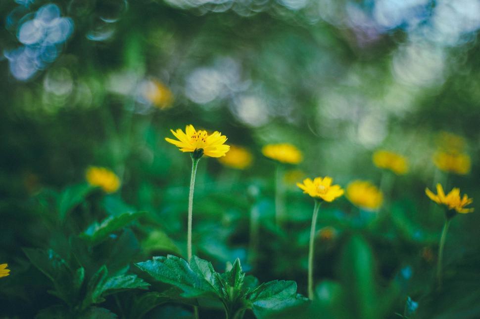 Free Image of Field of yellow flowers with green foliage and bokeh background. 