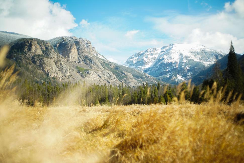 Free Image of Golden field with snowy mountain backdrop and vibrant blue sky 