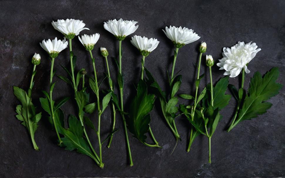 Free Image of White daisies arranged in a row on a dark, contrasting surface 