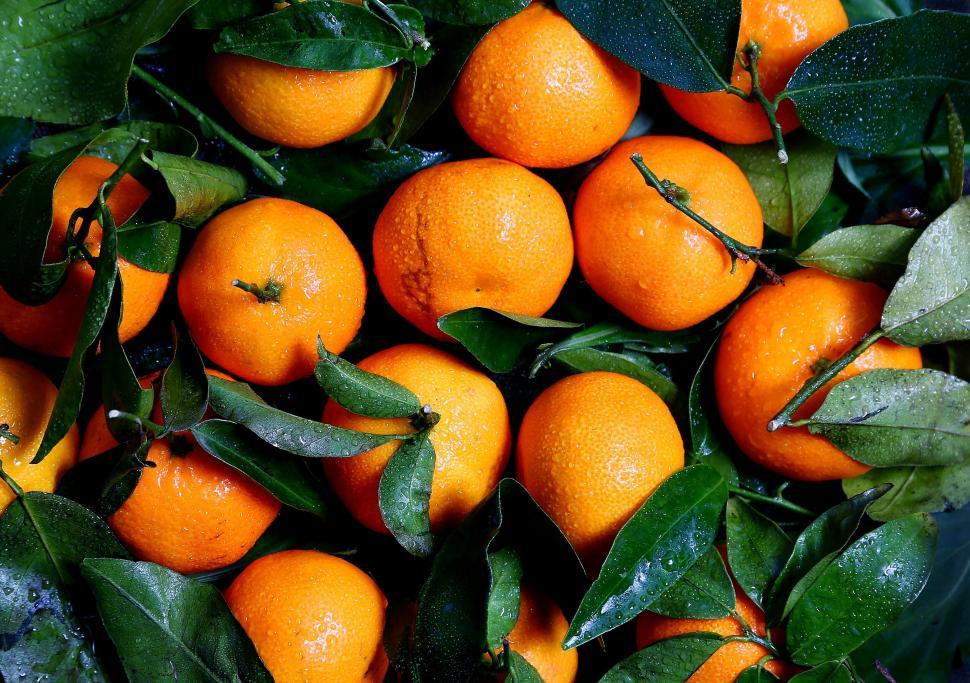 Free Image of Fresh, glossy oranges with green leaves capturing citrus vibrancy. 
