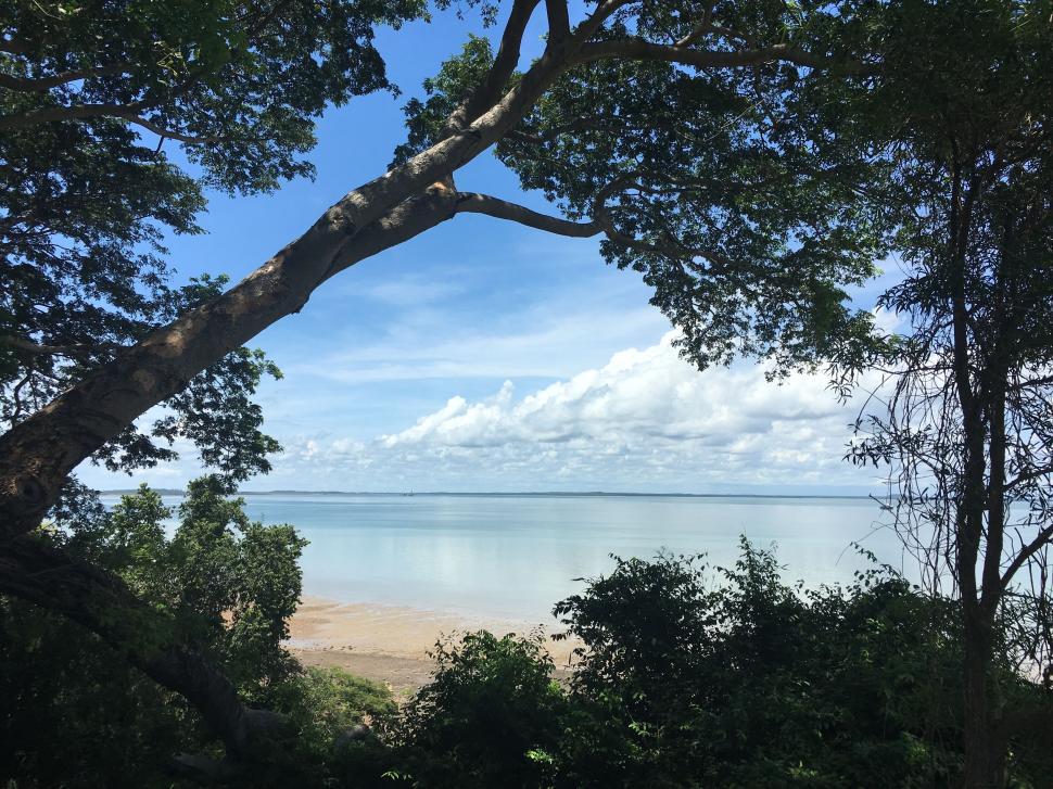 Free Image of Serene view of the sea through lush green trees on a clear day. 