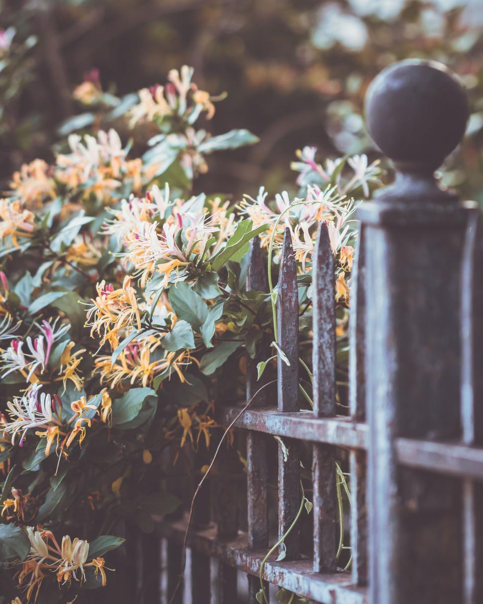 Free Image of Old metal fence with blooming yellow and white honeysuckle flowers 