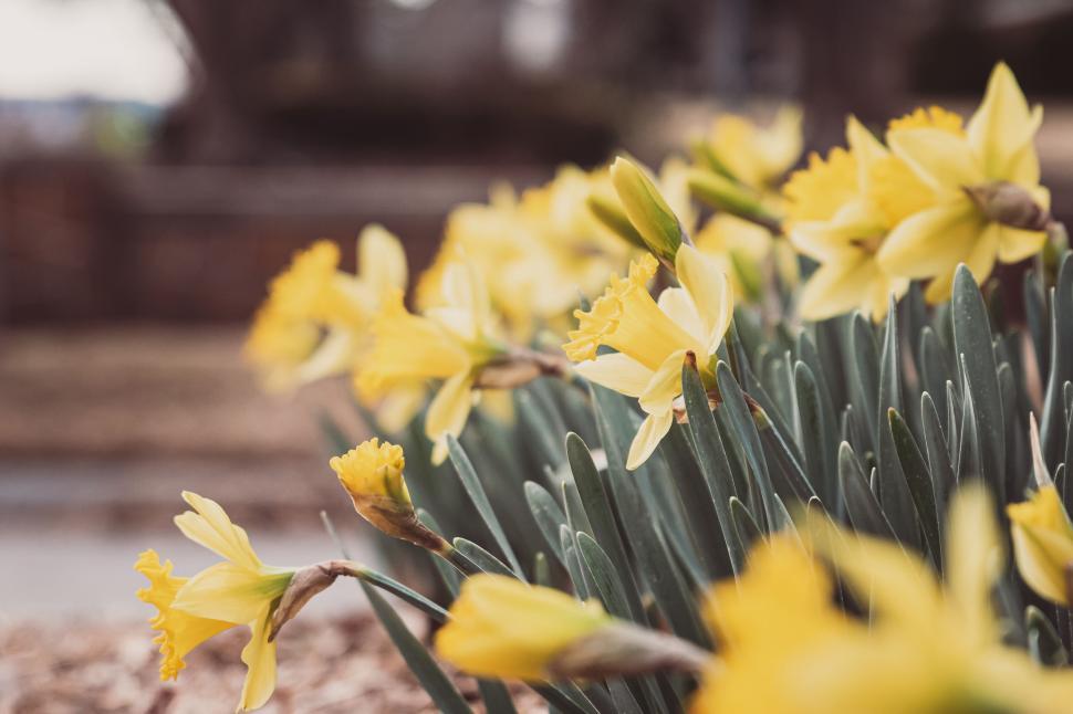Free Image of Vibrant yellow daffodils blooming in a garden in early springtime 