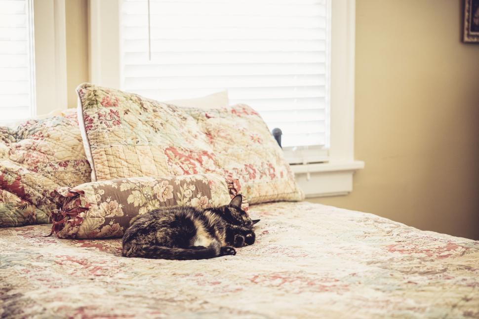 Free Image of Content cat sleeping on a vintage floral patterned quilted bedspread 