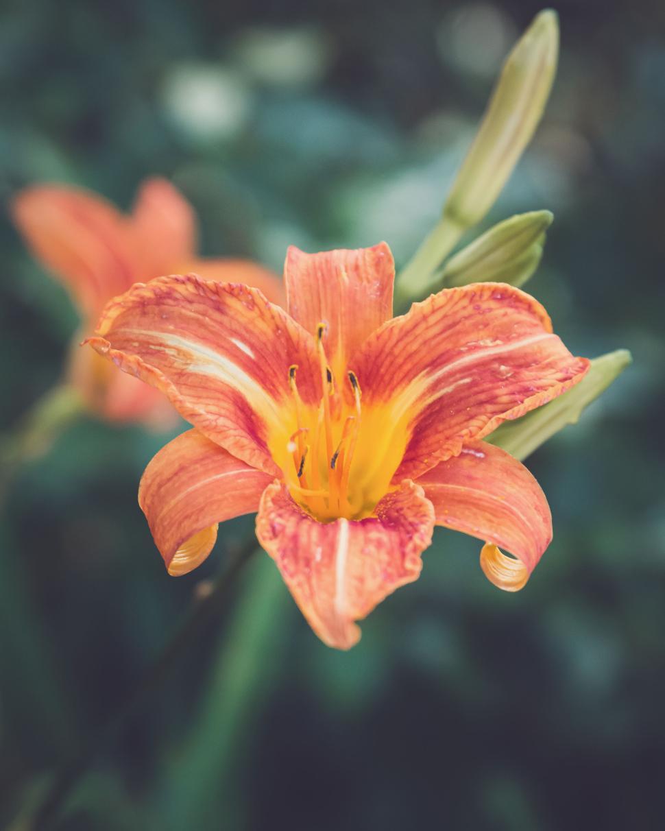 Free Image of Vibrant orange daylily flower in full bloom during summer season 