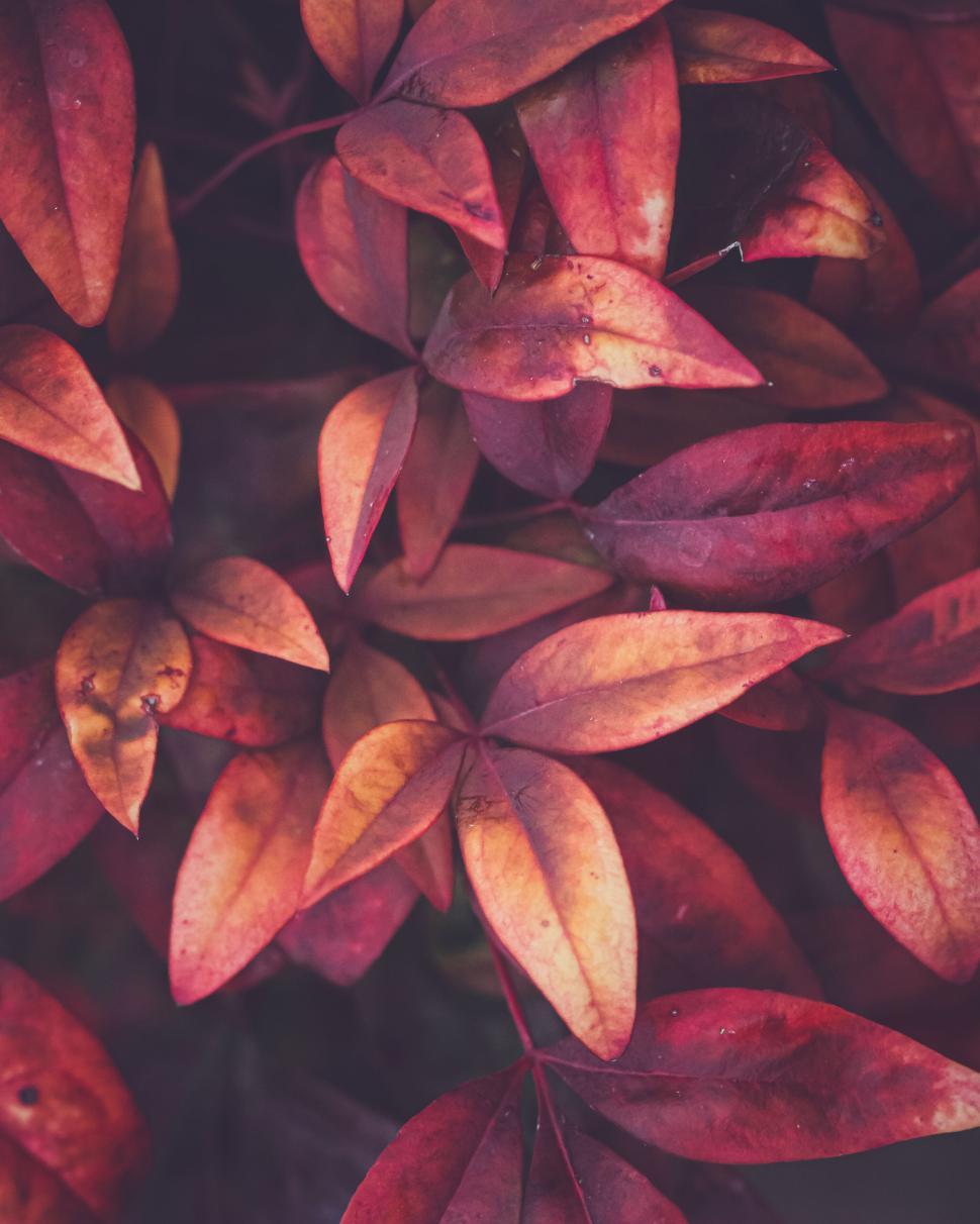 Free Image of Close-up of red autumn leaves showcasing vibrant seasonal colors 