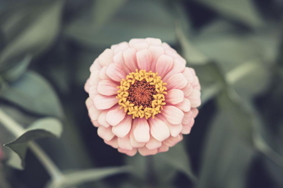 Free Image of Close-up of a pink zinnia flower with yellow center in full bloom 