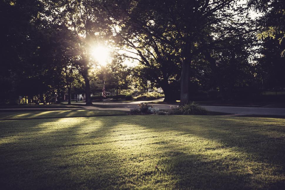 Free Image of Sunlit park landscape with green grass and trees at twilight 