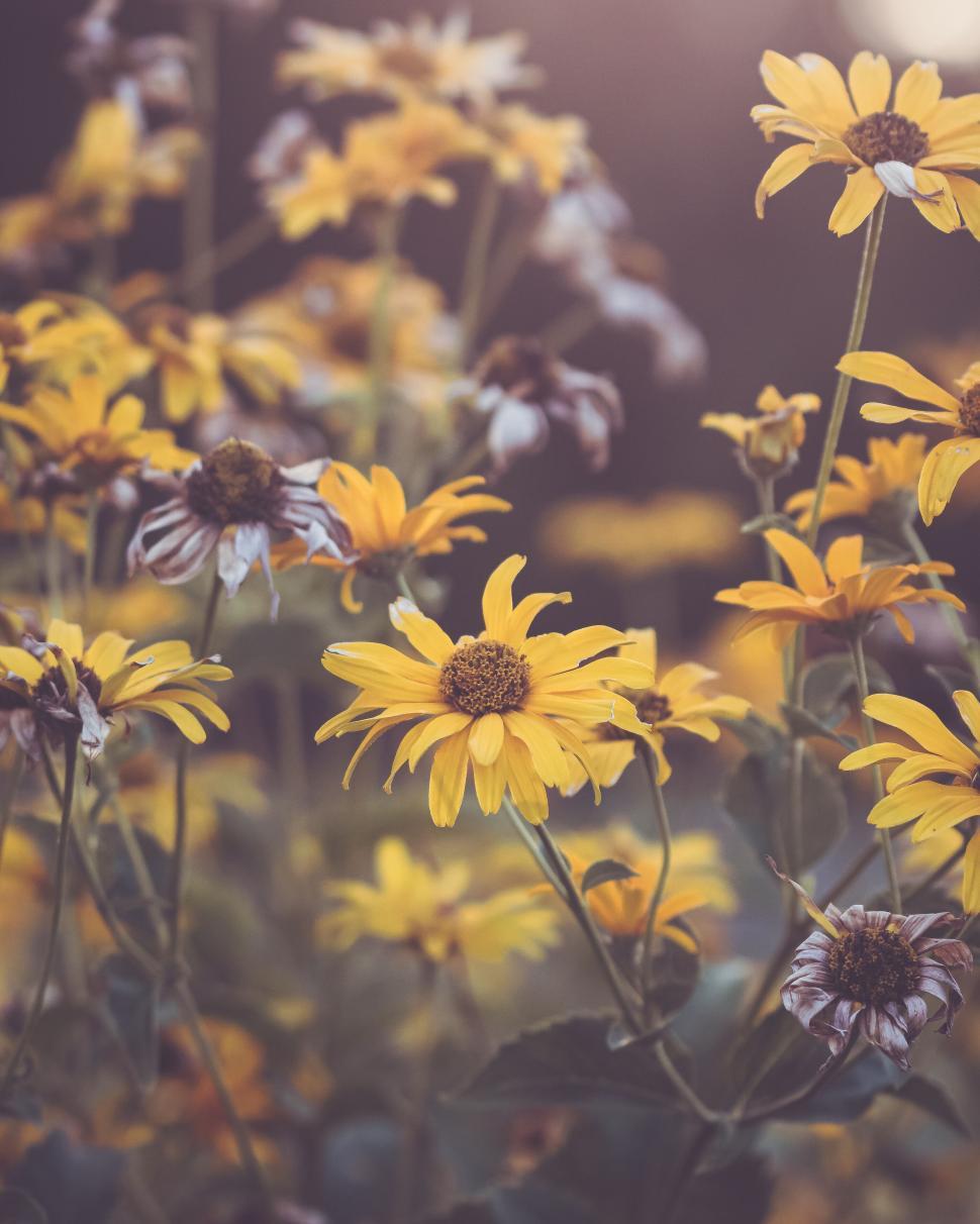 Free Image of Sunflower patch with bright yellow blooms under soft sunlight 