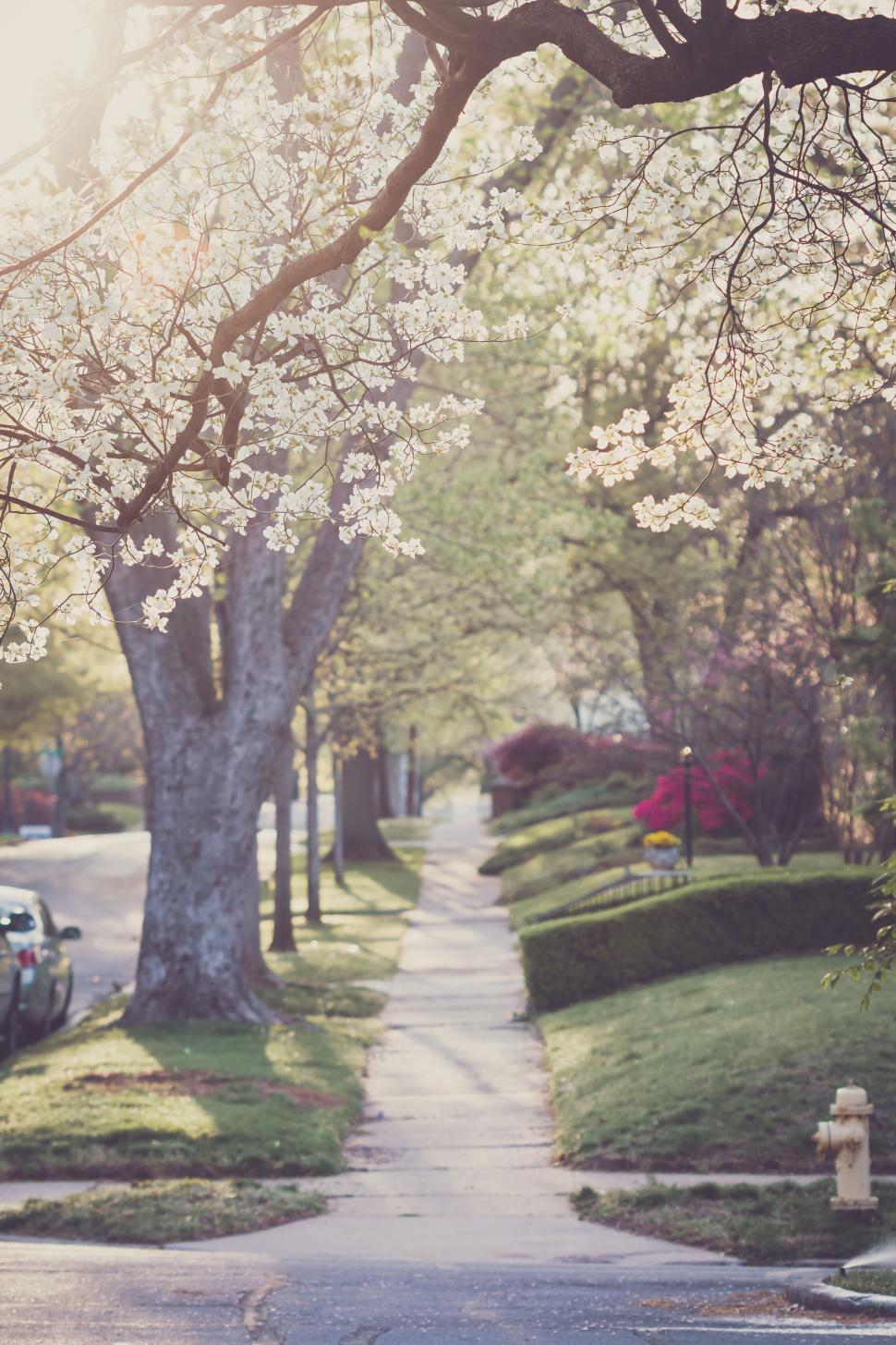 Free Image of Scenic spring street with flowering trees and a sunlit sidewalk 