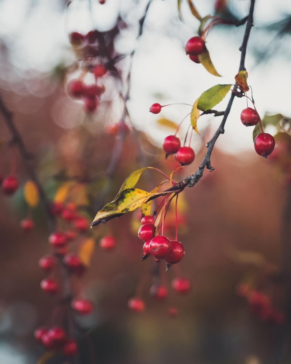 Free Image of Close-up of vibrant red berries on a branch against blurred background 