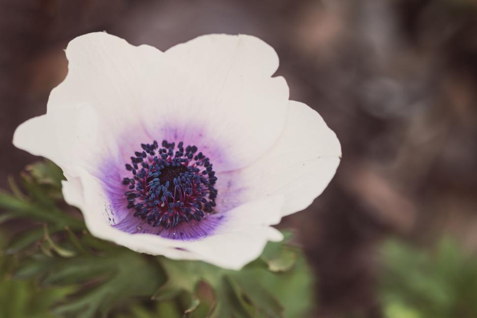 Free Image of Elegant white anemone flower with a purple center blooming in garden 