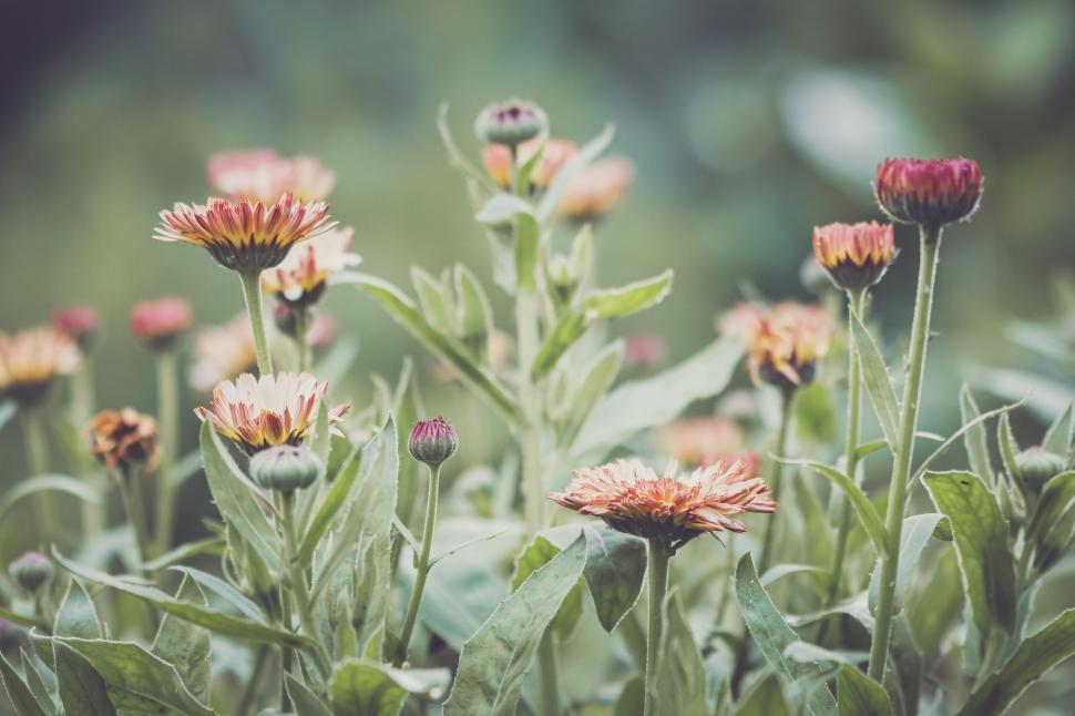 Free Image of Colorful garden flowers blooming in a lush green setting during spring 