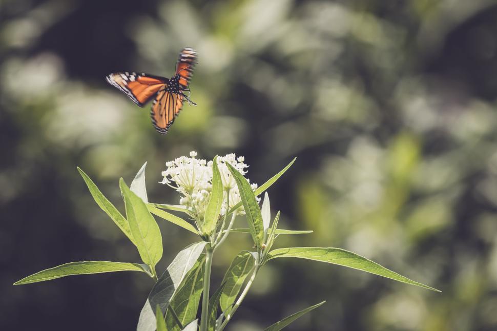 Free Image of Butterfly hovering over a flower in a green garden setting. 